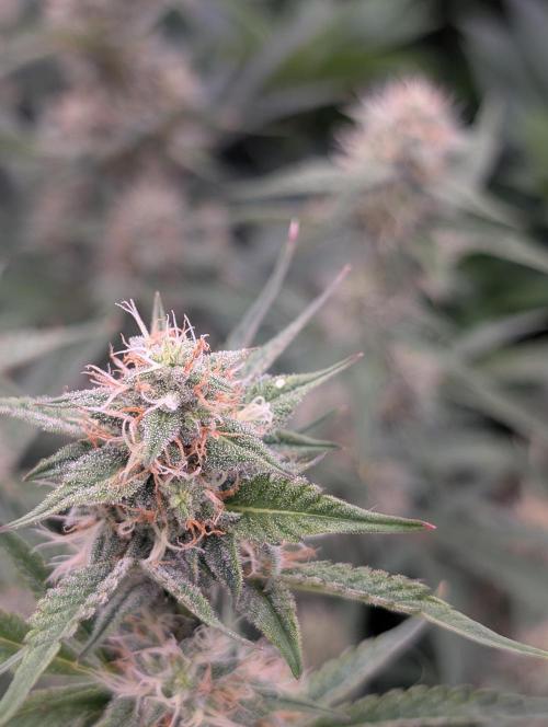 Autoflower- Cereal Milk and White Runtz. Week 7 - Cereal Milk