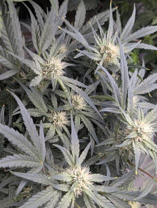 Autoflower- Cereal Milk and White Runtz. Week 7 - White Runtz 