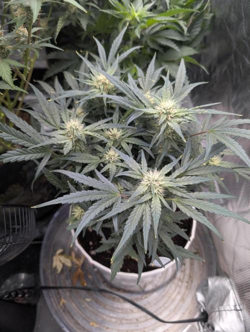 Autoflower- Cereal Milk and White Runtz. Week 7 - White Runtz 