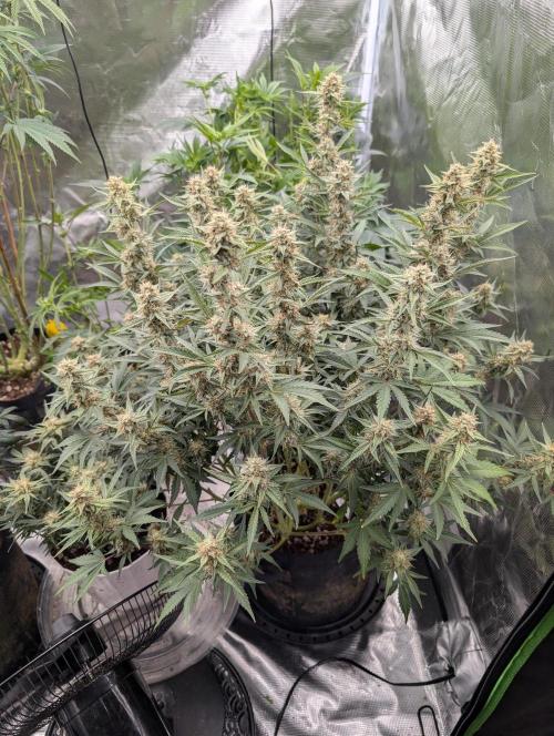 Autoflower- Cereal Milk and White Runtz. Week 8 - Cereal Milk 