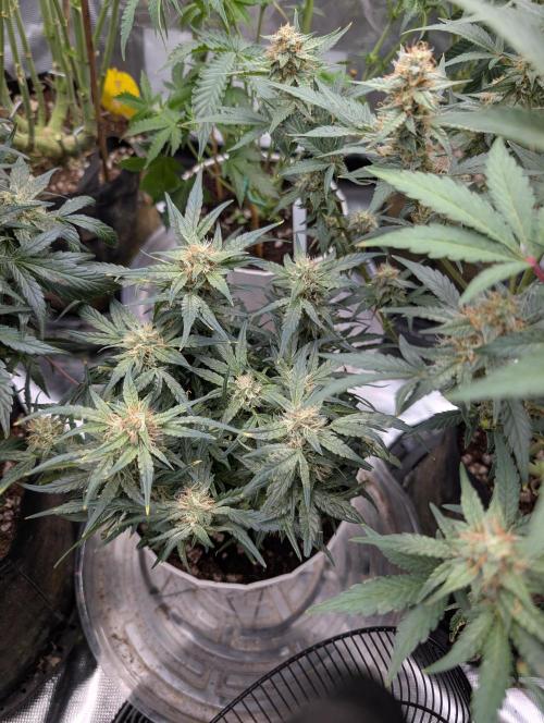 Autoflower- Cereal Milk and White Runtz. Week 8 - White Runtz 