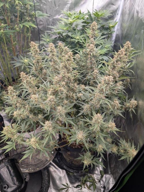 Autoflower- Cereal Milk and White Runtz. Week 9 - Cereal milk 