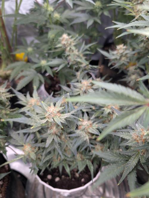 Autoflower- Cereal Milk and White Runtz. Week 9 - White Runtz 