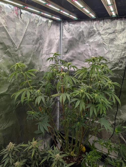 Bubba Kush S1. Week 11 - The Top Tier 