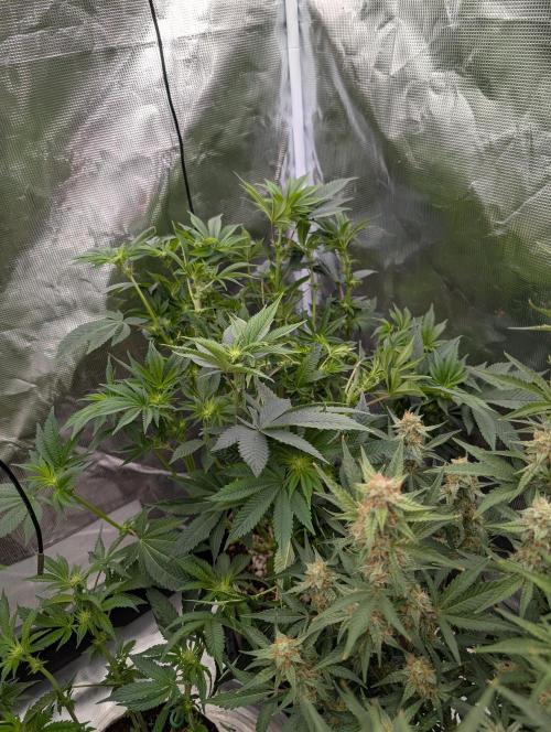 Bubba Kush S1. Week 11 - Bubba Kush S1 