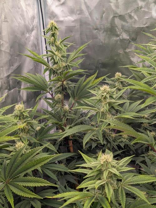 Bubba Kush S1. Week 12 - The Top Tier 