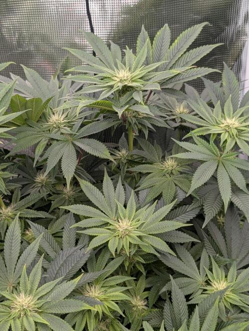 Bubba Kush S1. Week 12 - Bubba Kush S1 