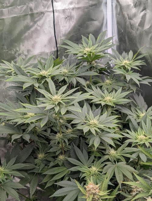 Bubba Kush S1. Week 12 - Bubba Kush S1 