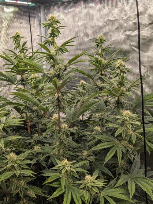 Bubba Kush S1. Week 12 - The Top Tier 