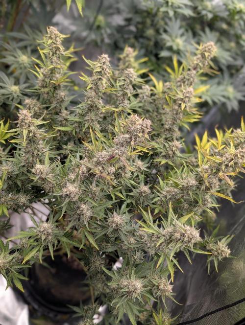 Autoflower- Cereal Milk and White Runtz. Week 10 - Cereal Milk a couple small colas broke but she good .