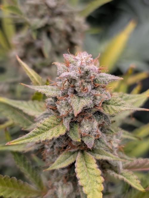 Autoflower- Cereal Milk and White Runtz. Week 10 - Cereal Milk is beautiful vibrant plant 