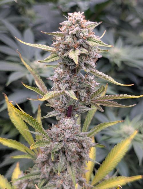Autoflower- Cereal Milk and White Runtz. Week 10 - Cereal Milk