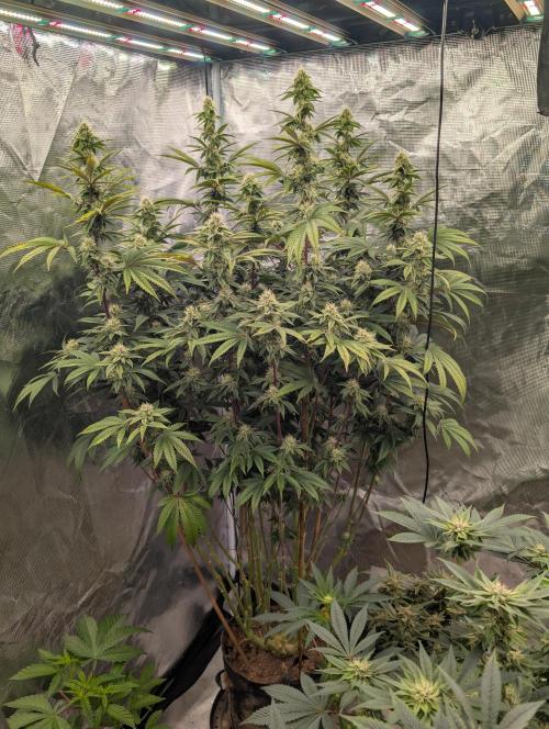 Bubba Kush S1. Week 13 - The Top Tier