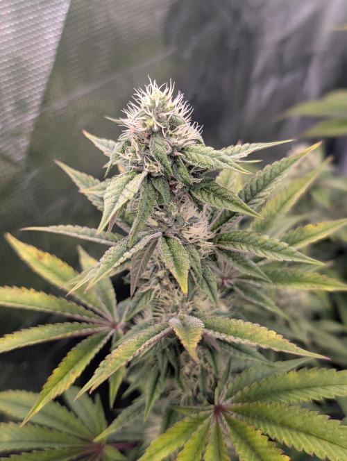 Bubba Kush S1. Week 13 - The Top Tier 