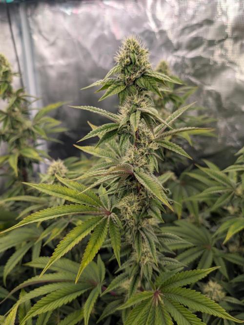 Bubba Kush S1. Week 13 - The Top Tier 