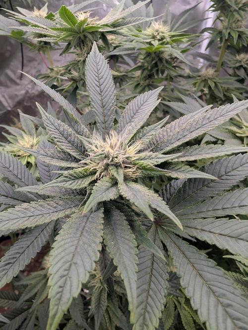 Bubba Kush S1. Week 13 - Bubba Kush S1 