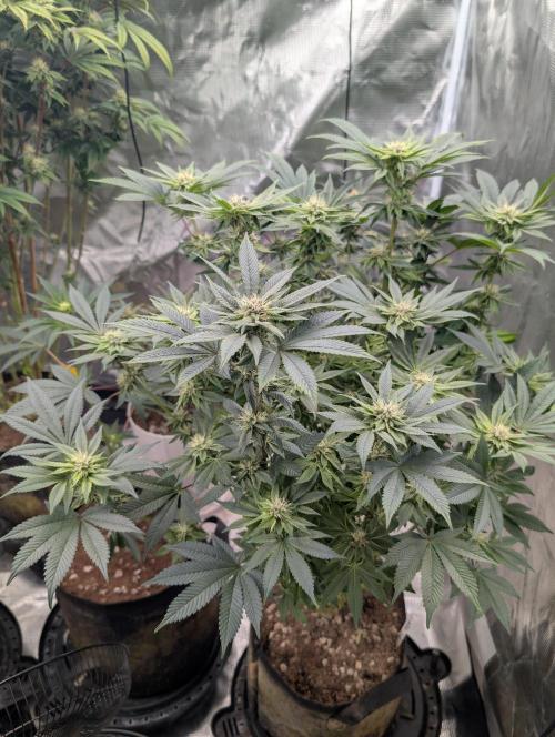 Bubba Kush S1. Week 13 - Bubba Kush S1 