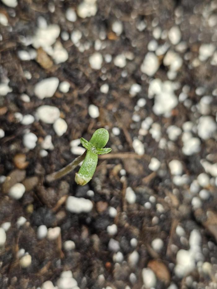 Sticky Brokoli 06. Week 0