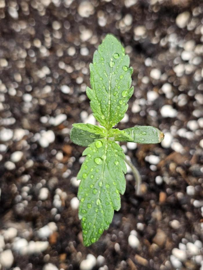 Sticky Brokoli 06. Week 1