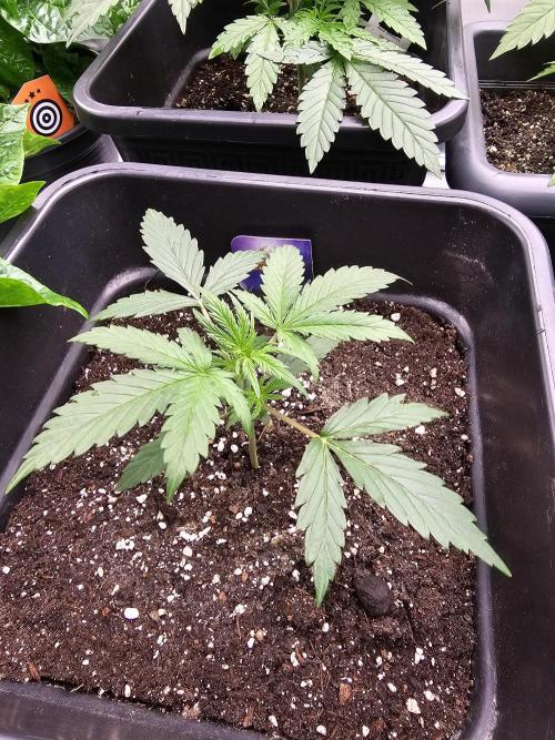 Sticky Brokoli 06. Week 3