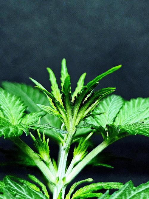 Sticky Brokoli 06. Week 4