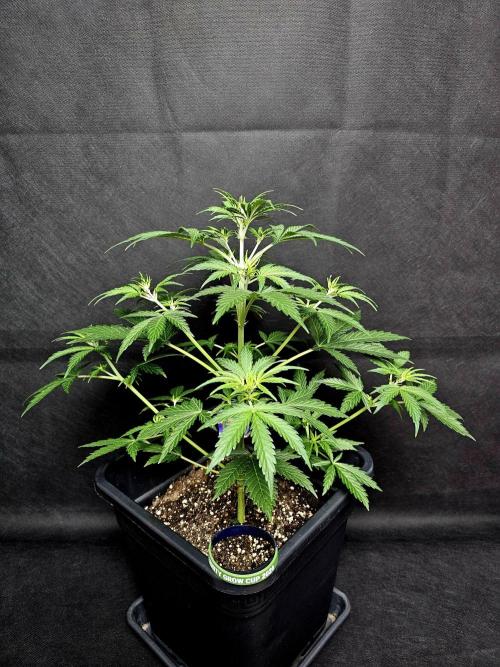 Sticky Brokoli 06. Week 5