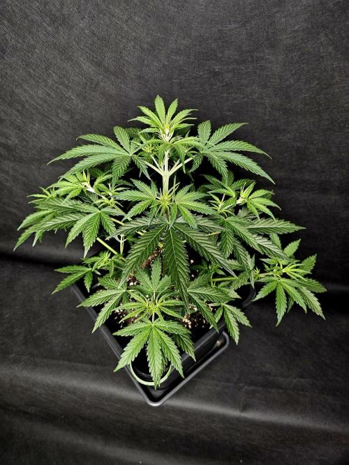 Sticky Brokoli 06. Week 5