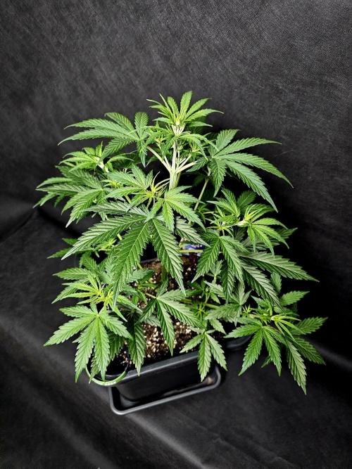 Sticky Brokoli 06. Week 5