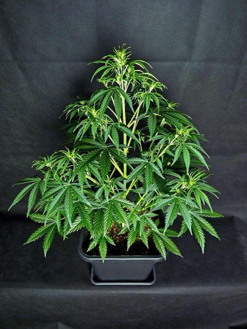 Sticky Brokoli 06. Week 6