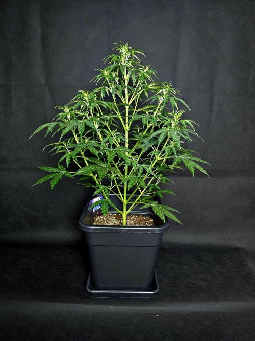 Sticky Brokoli 06. Week 6