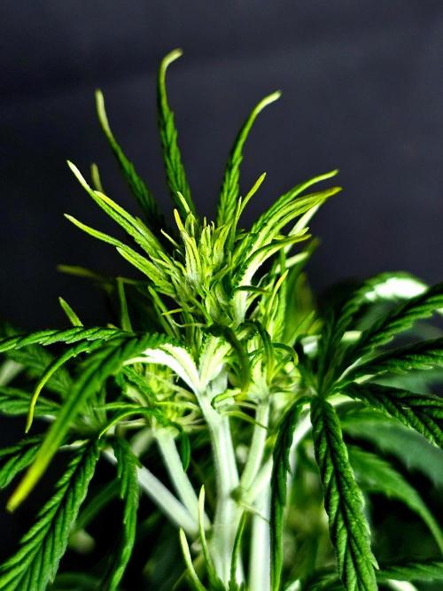 Sticky Brokoli 06. Week 6