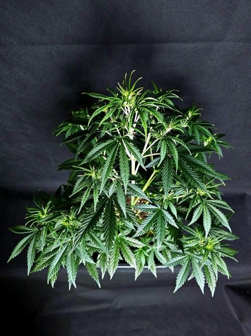 Sticky Brokoli 06. Week 6