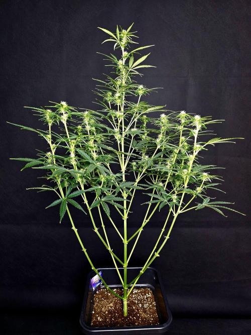 Sticky Brokoli 06. Week 7