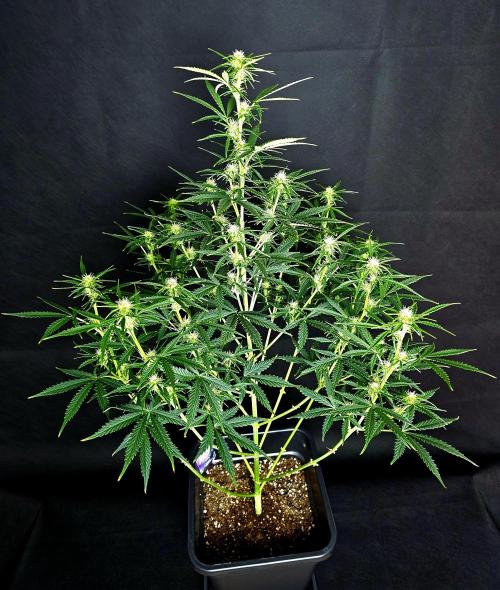 Zamnesia Seeds - Sticky Broccoli Automatic door fdsaopijfas