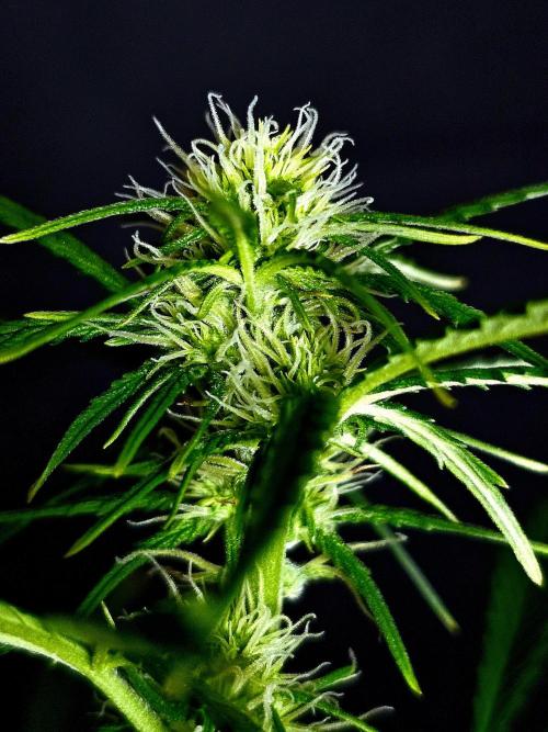 Sticky Brokoli 06. Week 7