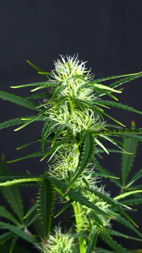 Sticky Brokoli 06. Week 8