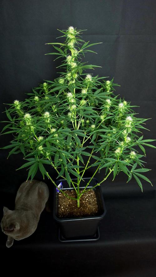 Sticky Brokoli 06. Week 8