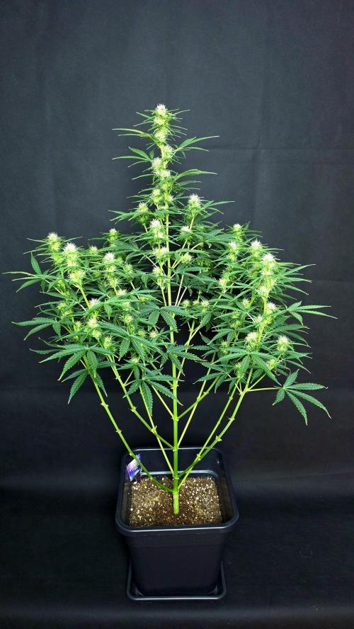 Sticky Brokoli 06. Week 8