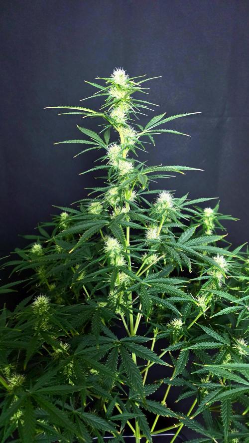 Sticky Brokoli 06. Week 8