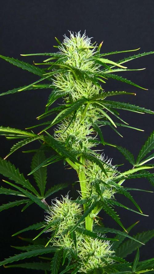 Sticky Brokoli 06. Week 8