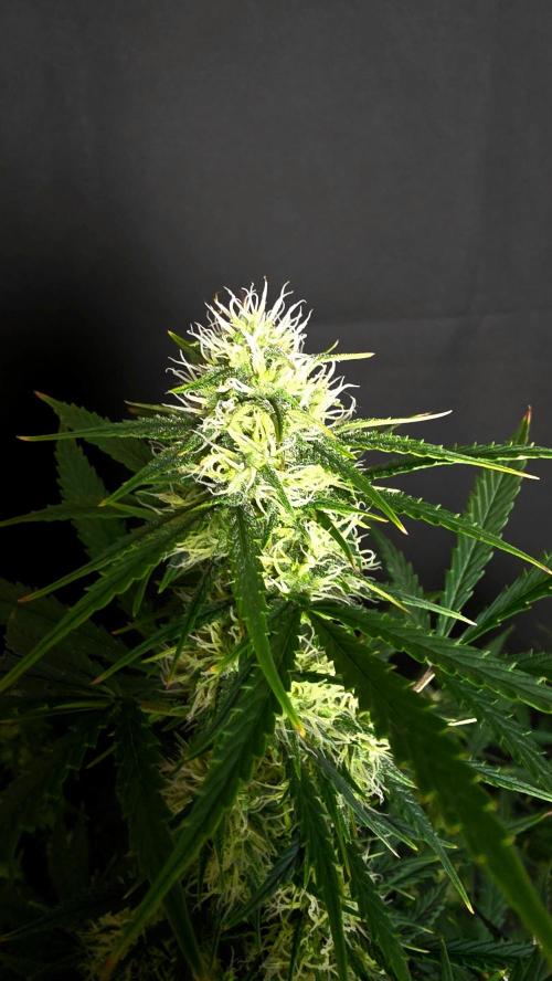 Sticky Brokoli 06. Week 9