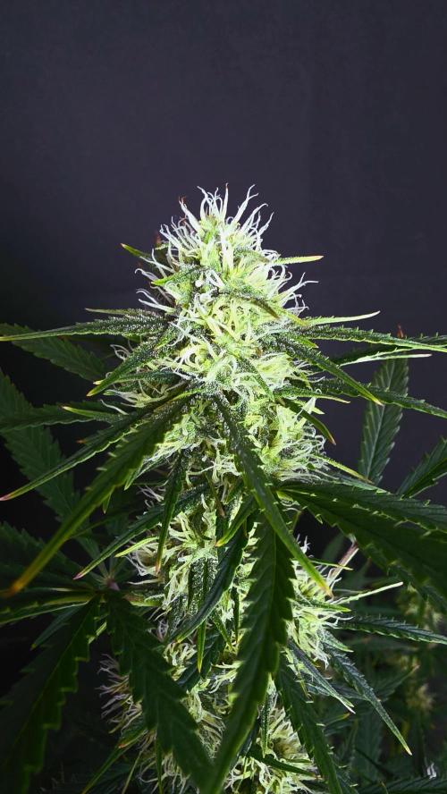 Sticky Brokoli 06. Week 9