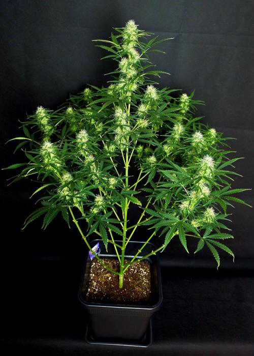 Sticky Brokoli 06. Week 9
