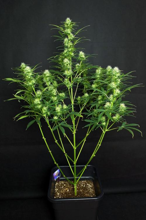Sticky Brokoli 06. Week 9