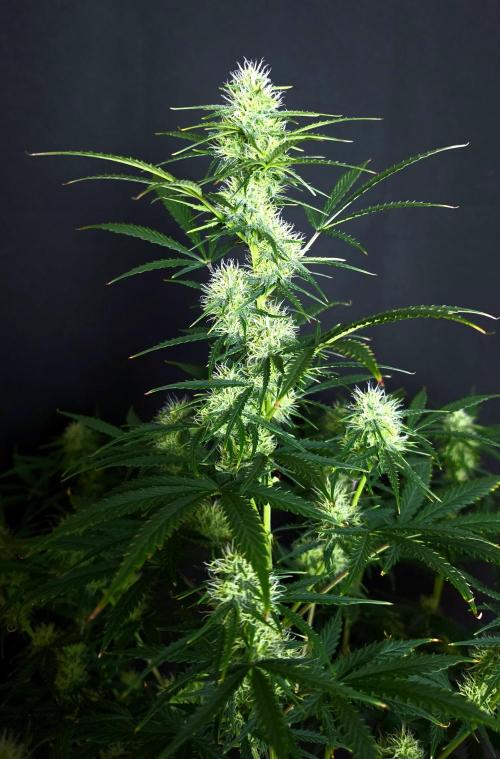 Sticky Brokoli 06. Week 9