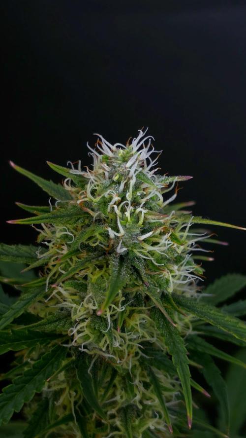 Sticky Brokoli 06. Week 10