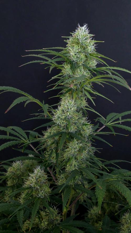 Sticky Brokoli 06. Week 10