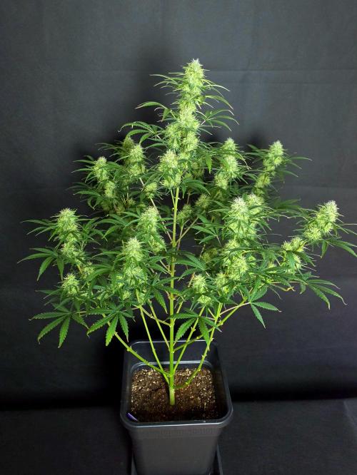 Sticky Brokoli 06. Week 10