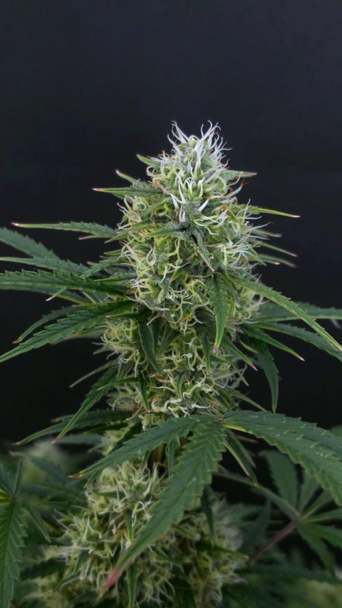Sticky Brokoli 06. Week 10