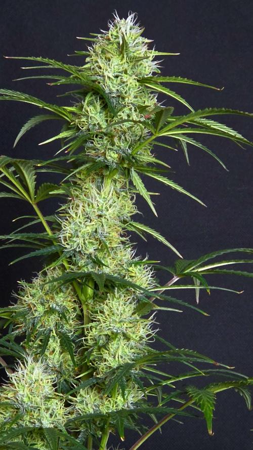 Sticky Brokoli 06. Week 10